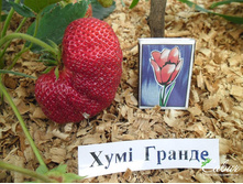 ��������� ����-������.JPG