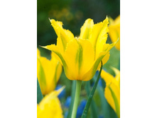 47,26���. ������� Extreme ������(�������� ���� �� 5 ��., ����������� ����� 1��.)���17.jpg