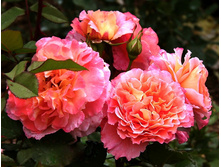 Augusta Luise