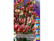 115,87���. ����� �������� ����(�������� ���� �� 3 ��., ����������� ����� 1��.).jpg