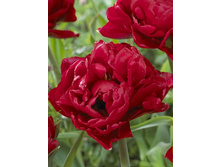 22,88���. ������� ������(�������� ���� �� 10 ��., ����������� ����� 5��.).jpg