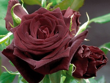  perle noire