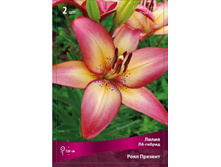 ����� ����� �������.jpg