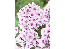 48,95���. ����� �������(�������� ���� �� 2 ��., ����������� ����� 1��.)���17.jpg