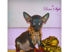 �� ����� (����)