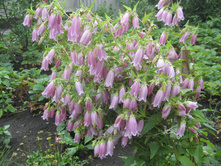 ����������� ���������