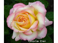 Gloria Dei