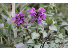 ������� (�ϣ ����)