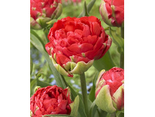 22,88���. ������� �������(�������� ���� �� 10 ��., ����������� ����� 5��.)���17.jpg