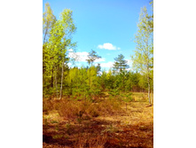 IMG 20170507 130347.jpg