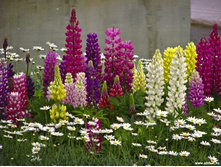 ����� ����� ����.jpg