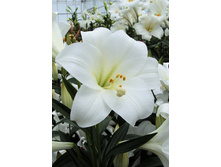 25,04���. ����� ������ �����(�������� ���� �� 7 ��., ����������� ����� 3��.).jpg