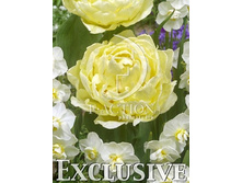 22,88���. ������� ���� �� �����(�������� ���� �� 10 ��., ����������� ����� 5��.)���17.jpg