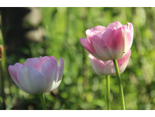 ������� �������� (�ϣ ����)