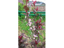 ������� ������