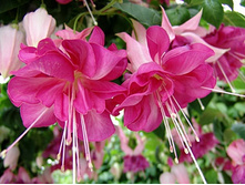 ������ ��������������� Bella Rosella