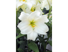 25,04���. ����� ������ �������(�������� ���� �� 7 ��., ����������� ����� 3��.).jpg