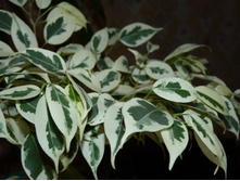 ����� ���������� Starlight