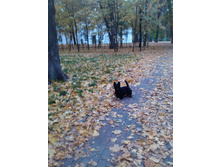 IMG 20161007 065153.jpg