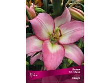 ����� �����.jpg