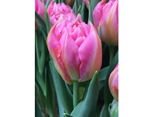 20,21���. ������� ��� ���(�������� ���� �� 10 ��., ����������� ����� 5��.)���17.jpg