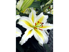 26,96���. ����� ���������(�������� ���� �� 7 ��., ����������� ����� 3��.)���16.jpg