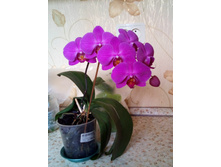 �������� ��������).