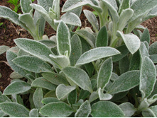 ������ ����������. 30 �.