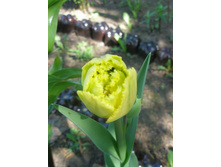 ������� (���� ��� ����)