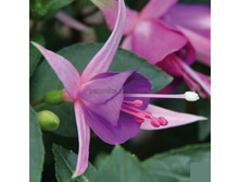 ������ Jollies Force Calais No287