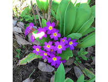 ������� ���� ( �������)