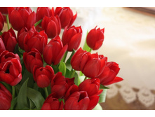 395320  lovely-red-tulips-for-my-dn-friends p.jpg