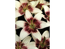 21,4���. ����� ���� �������(�������� ���� �� 7 ��., ����������� ����� 3��.).jpg