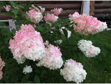 ������� 8.08.16