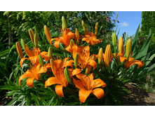 Lilii cvety klumba solnechno 1800x1100.jpg