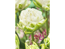 22,59���. ������� ���� ��������(�������� ���� �� 10 ��., ����������� ����� 5��.)���17.jpg