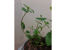 20170509 151342.jpg