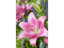 23,75���. ����� ���� ���(�������� ���� �� 2 ��., ����������� ����� 1��.).jpg