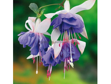 ������ Blue Angel No467