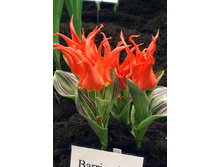 19,91���. ������� ����� ����������(�������� ���� �� 10 ��., ����������� ����� 5��.)���17.jpg