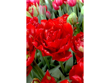 18,43���. ������� ��� ����(�������� ���� �� 10 ��., ����������� ����� 5��.)���17.jpg