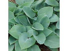 ����� ������� �������.jpg