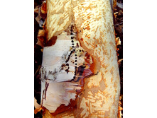 IMG 20170507 110341.jpg