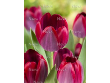 ������� ���������.jpg