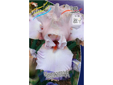 81,8���. ���� ���������� �������(�������� ���� �� 2 ��., ����������� ����� 1��.).jpg