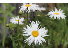 ������� ��� ���� 70�