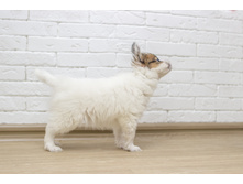 ������ 2 ���.12