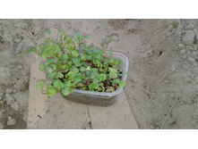 ��� ���� �������