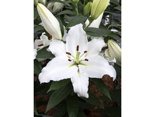 18,7���. ����� �������(���������� ������ ������ ���������� �� 7 ��.)���17.jpg