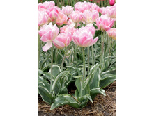 16,94���. ������� ����� ������(�������� ���� �� 10 ��., ����������� ����� 5��.)���17.jpg